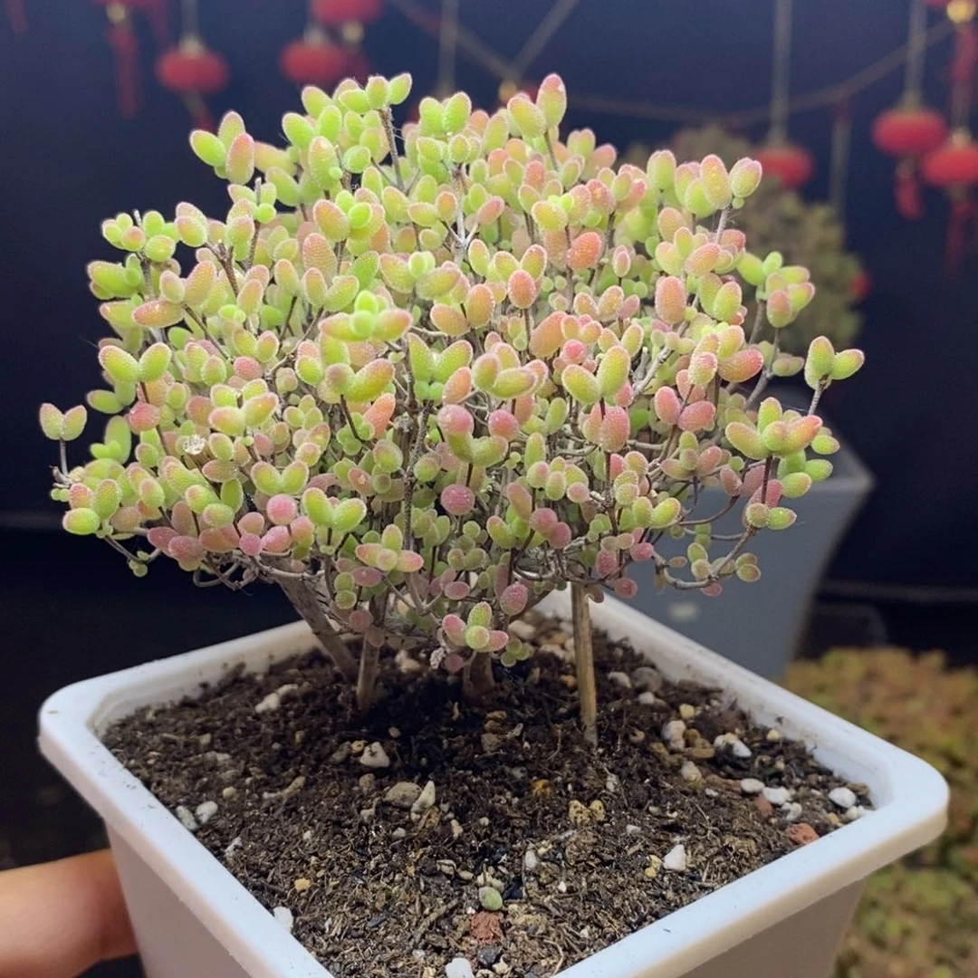 无花朵27号蜜橘糖球（直杆）