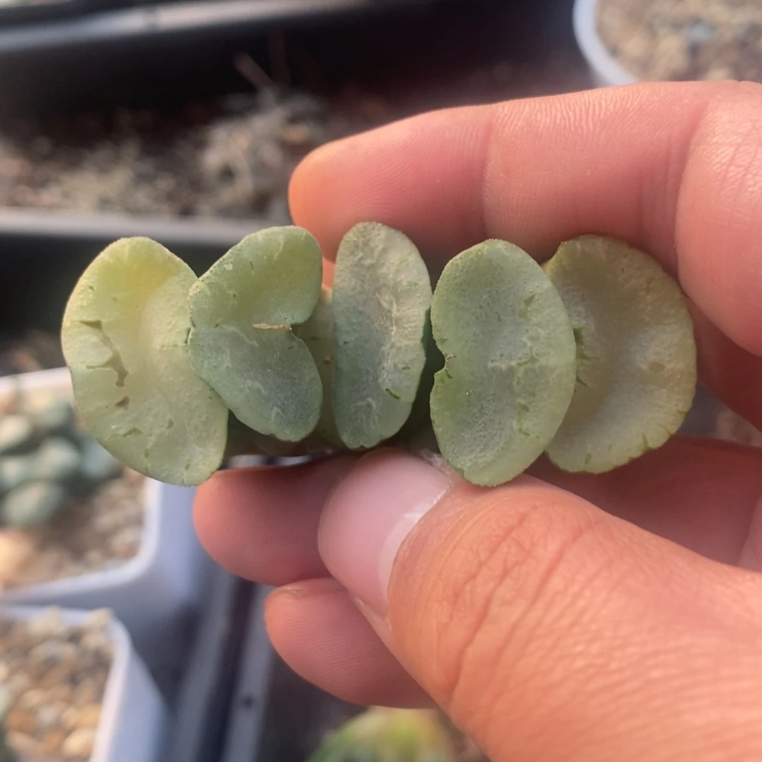 一颗大蓝镜玉扇。