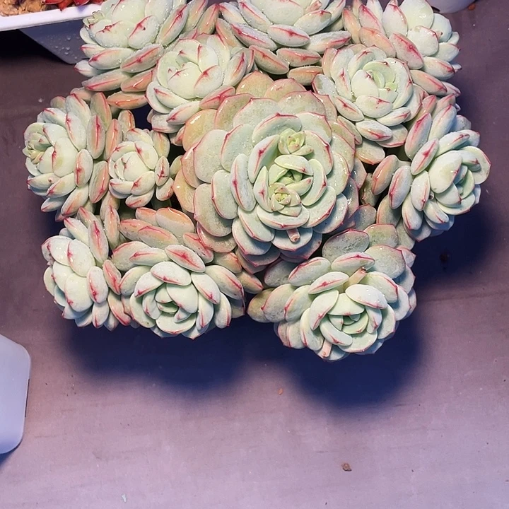 ****葱多肉植物香草发货