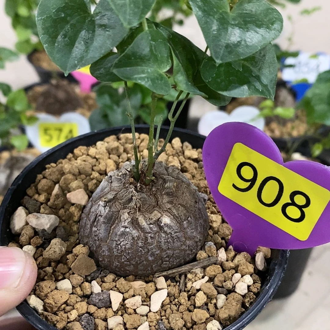 南非龟甲龙龟甲龙