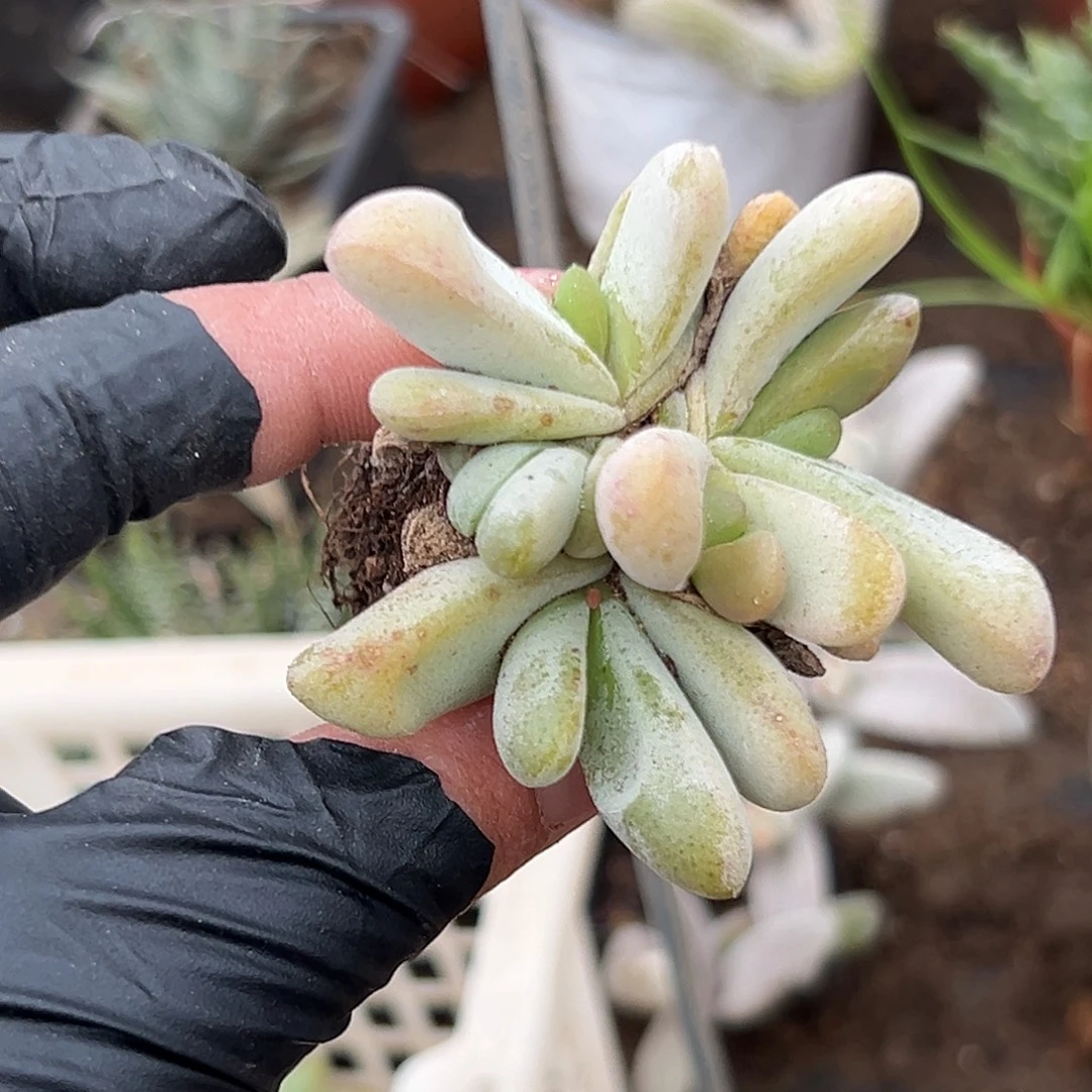 多肉植物达摩舌叶