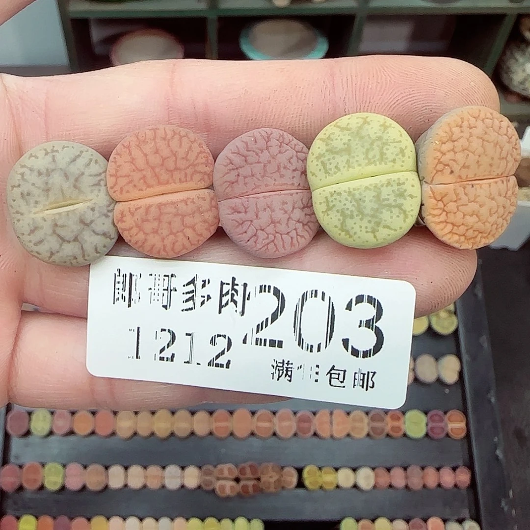 满满18包邮1212-203