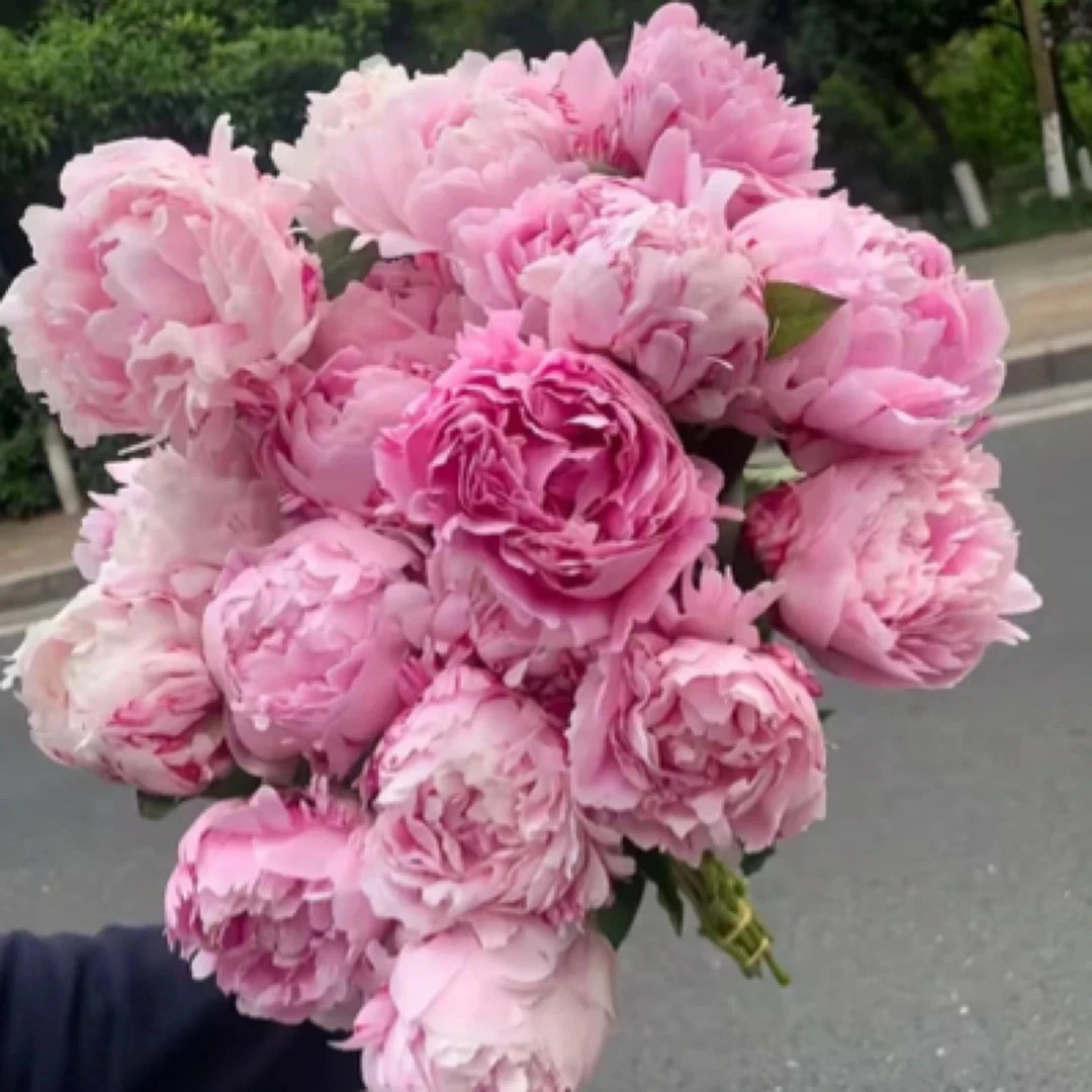 【菏泽助农补贴】莎拉礼物对货对版山东精品芍药鲜切G