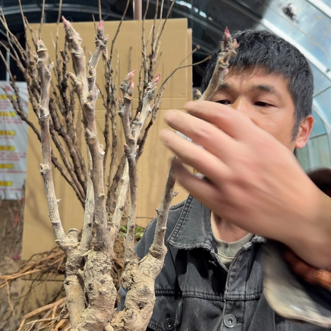 芳纪01。
