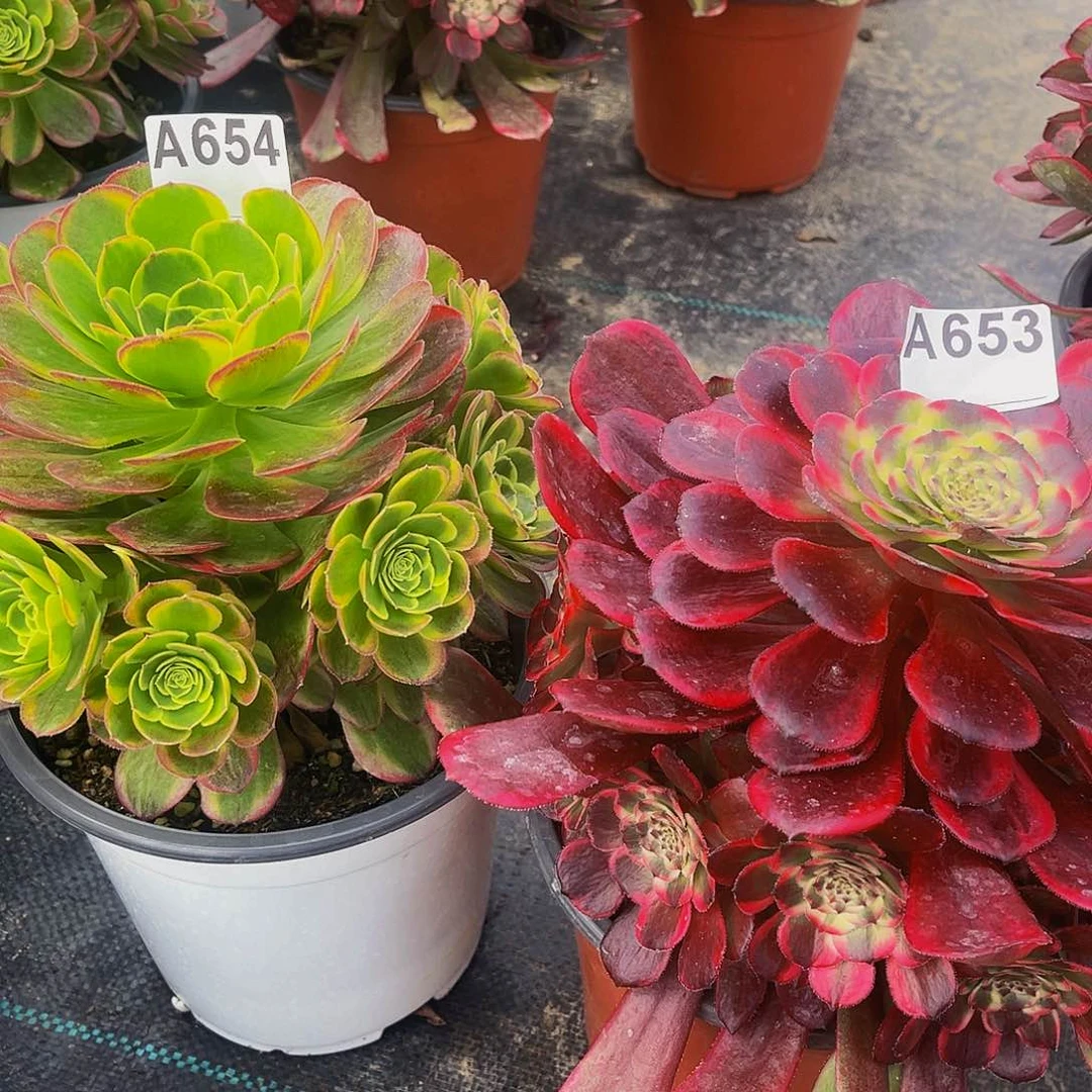 红金刚653奶白654福利