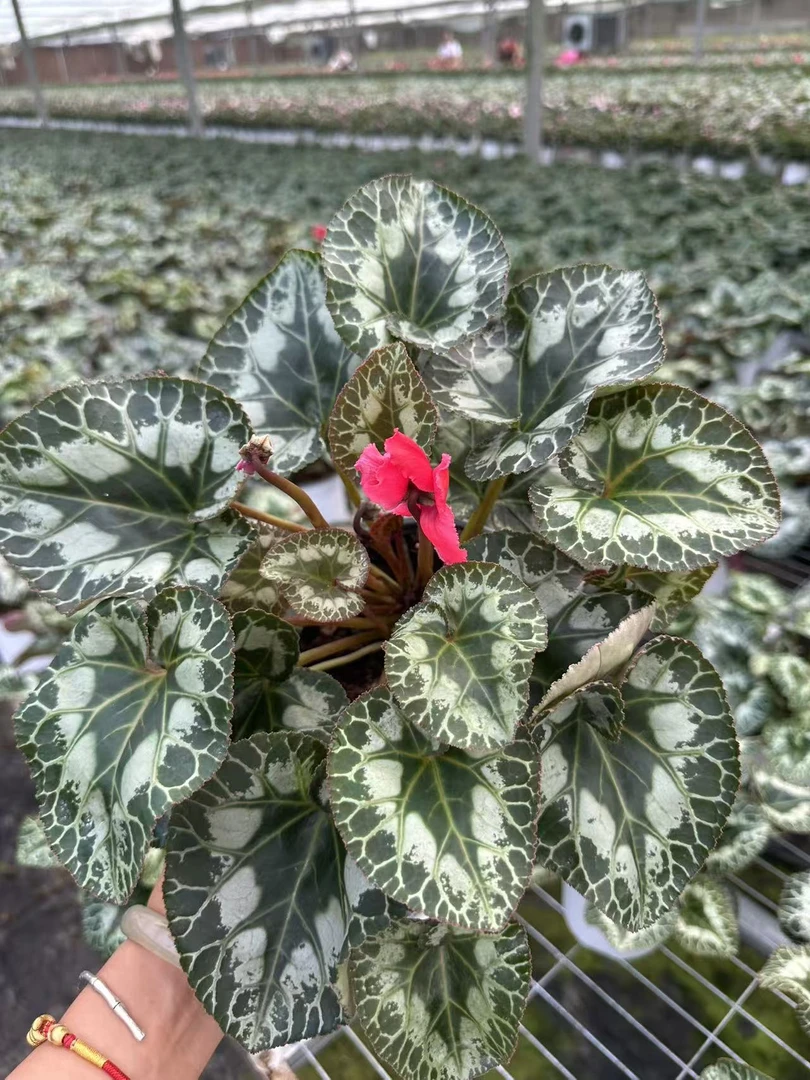 花购   仙客来  (皱边红）   140盆