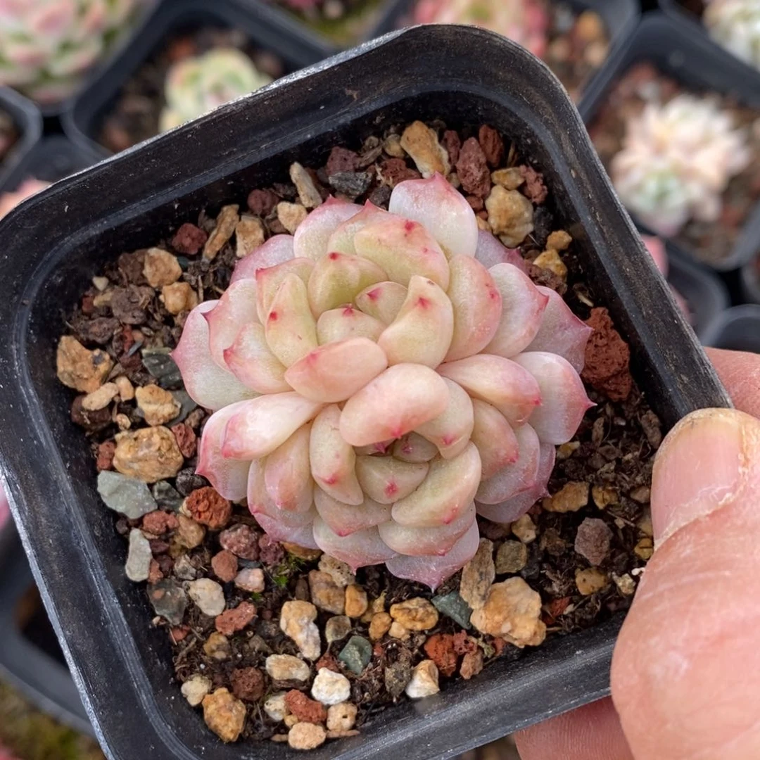 精品多肉一物一拍不包整3