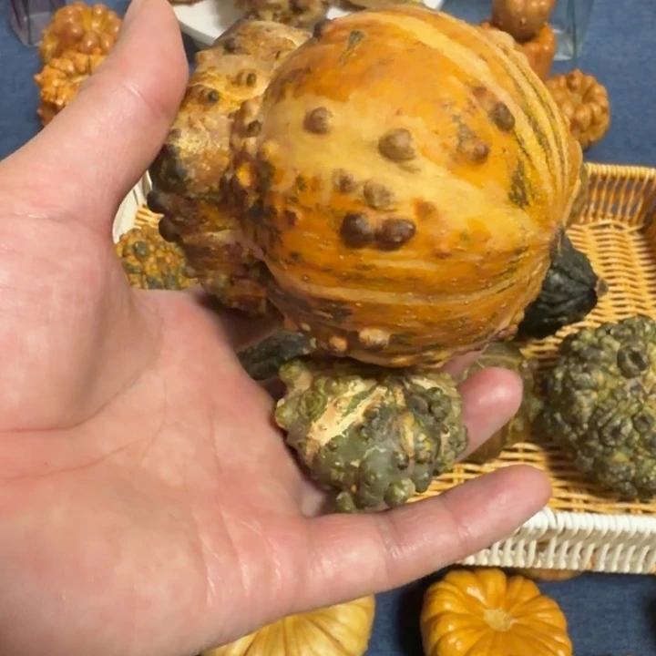 石***页墨西哥七彩疙瘩葫芦瑕疵不退货