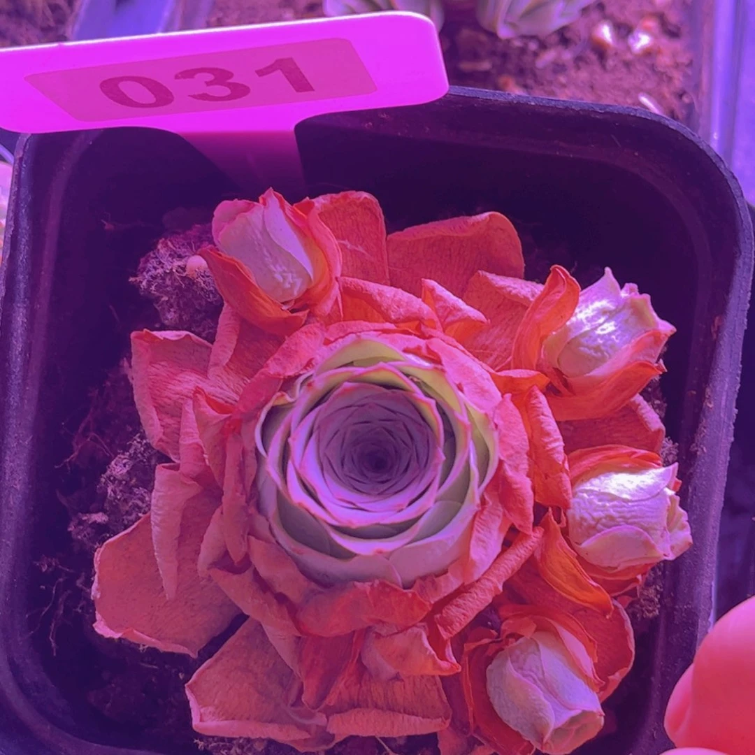 031小玉下播福利