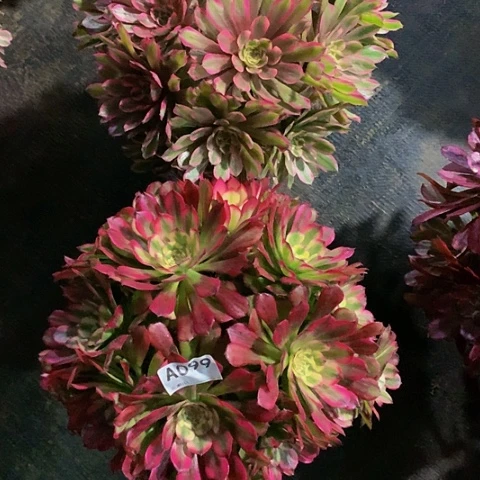 糖果和维纳斯099