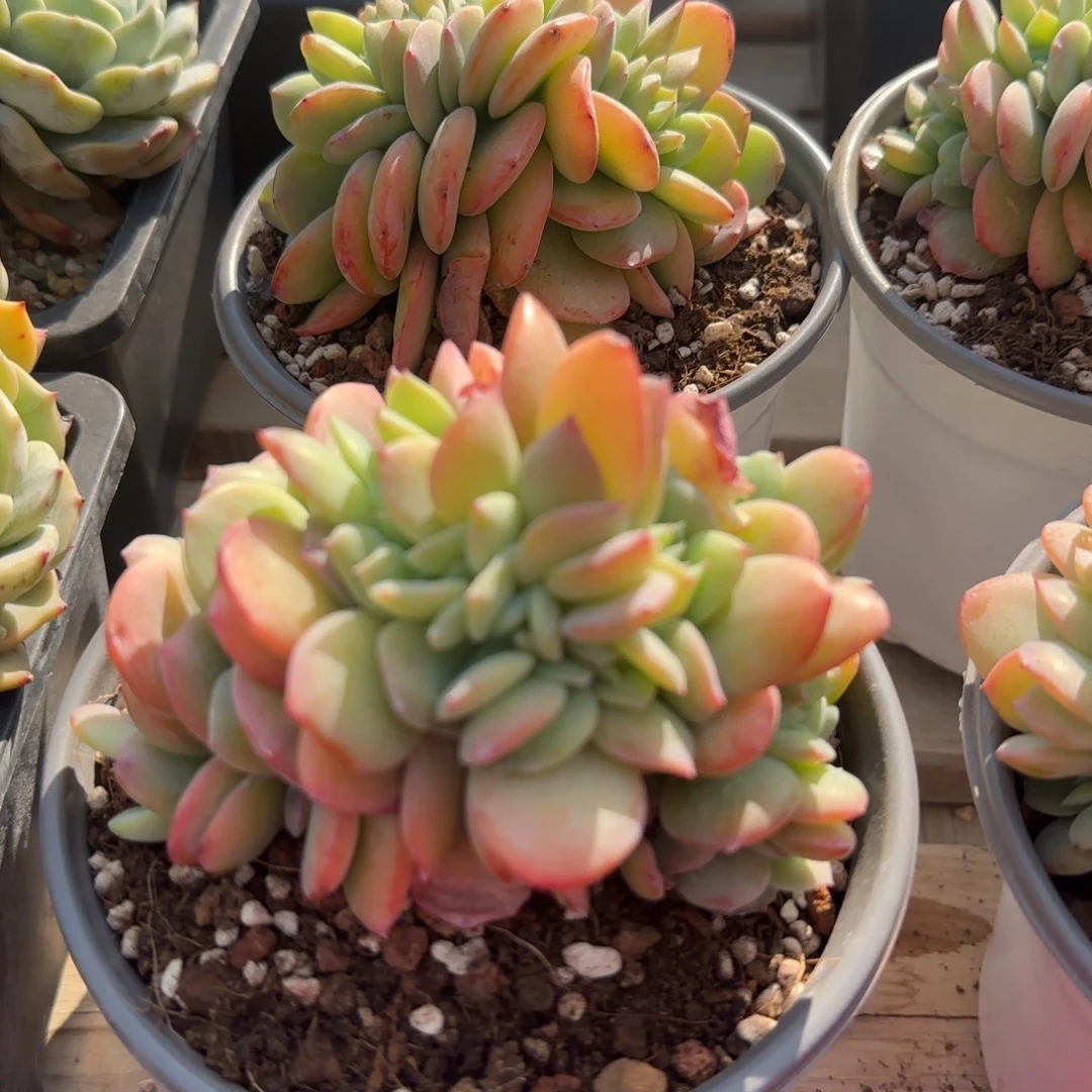 白凤缀化五十包邮