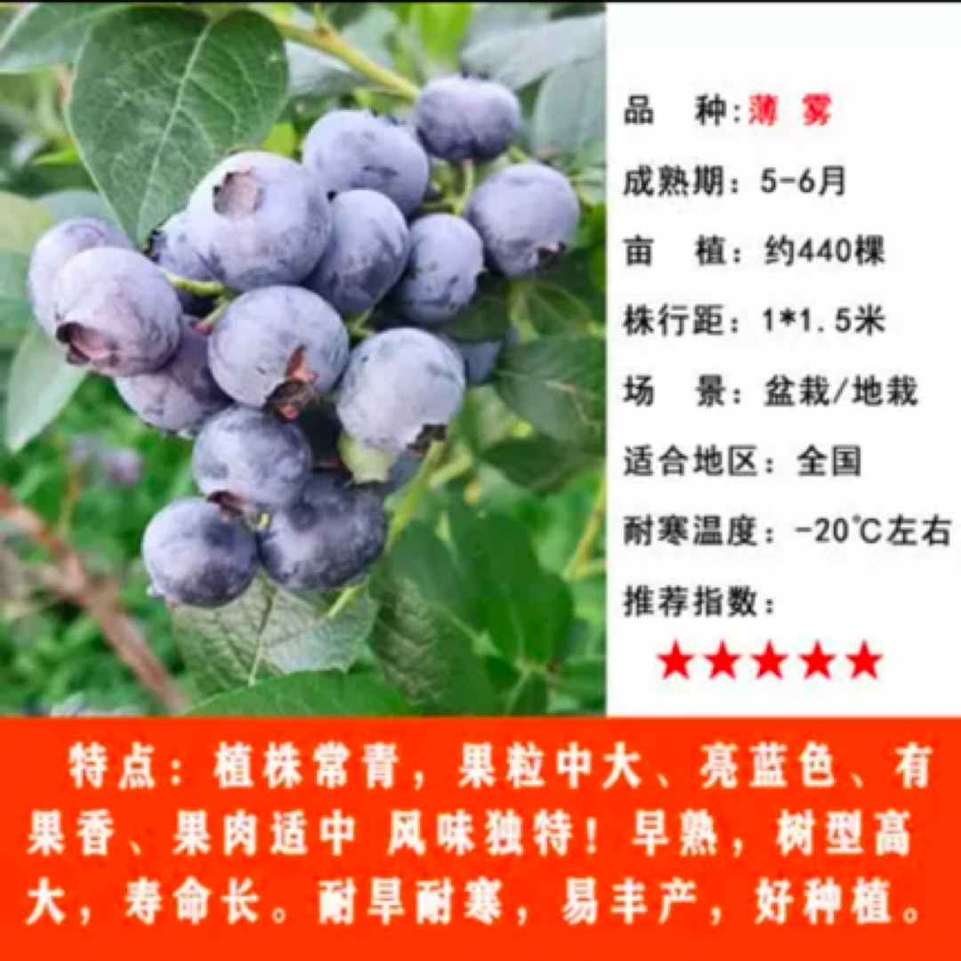 耐寒【薄雾蓝莓苗】带花带果子 盆栽地栽全国适宜南北方种植