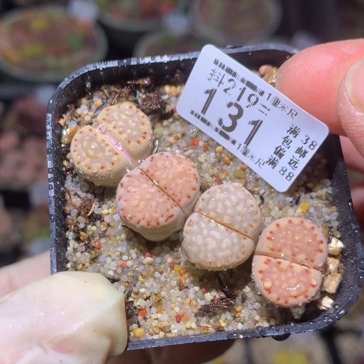 精品生石花219.131