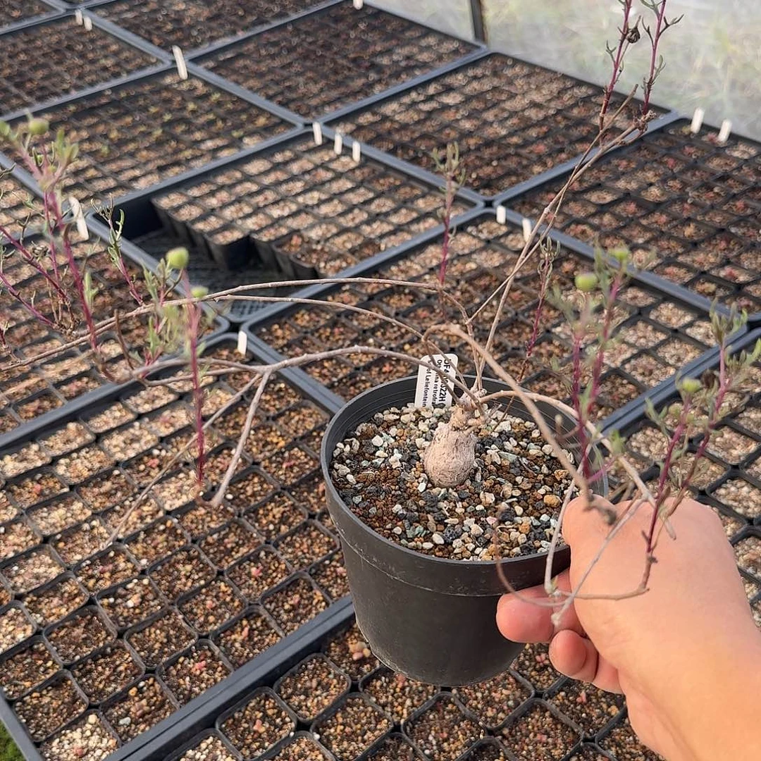 海豚叶厚敦菊一个带盆