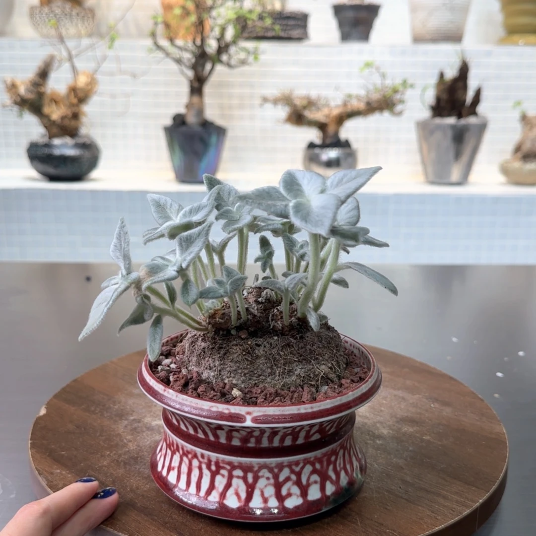 断崖女王一物一拍