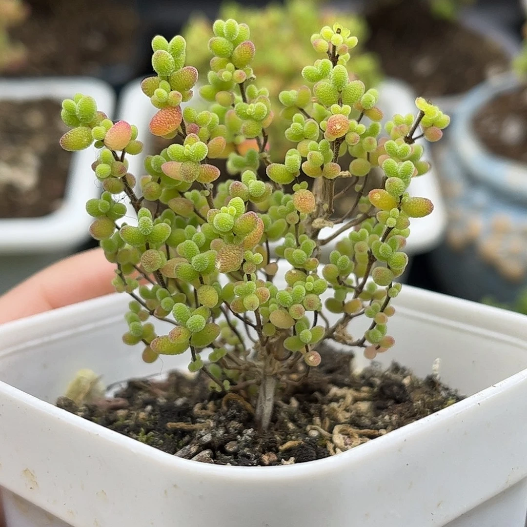 005蜜桔糖球优选枝干番杏