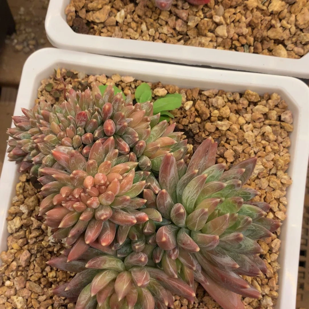 爱**哈哈哈哈哈哈哈哈哈哈