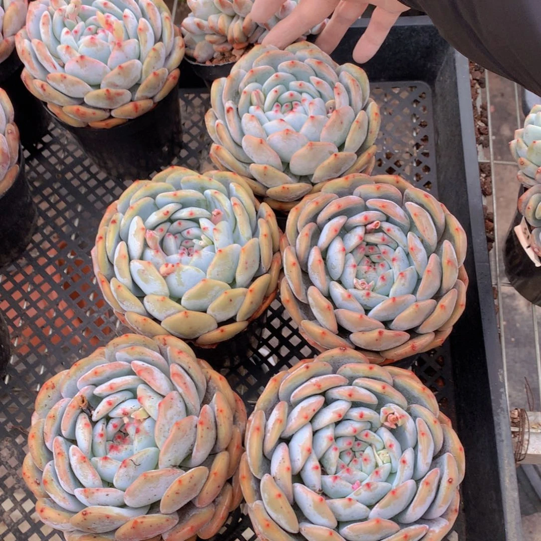 单头110盆五个一起