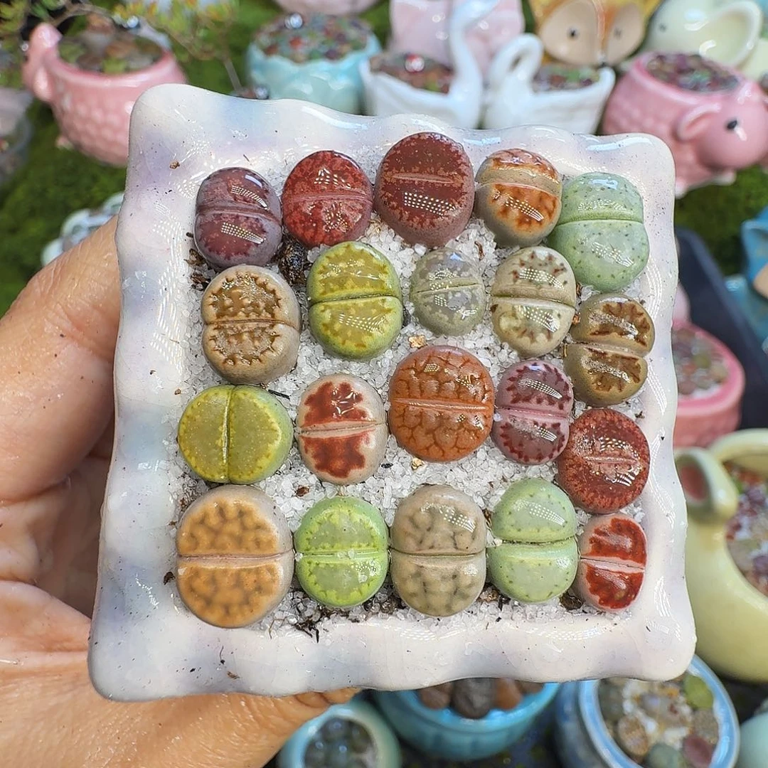 多肉植物开播福利1042