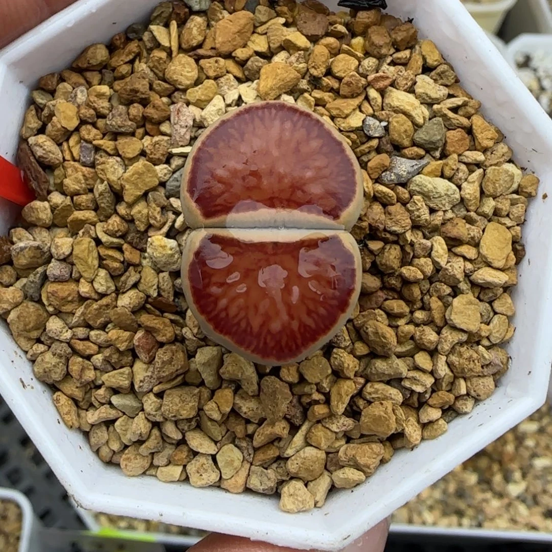 岛田红窗菊母本大棚直播