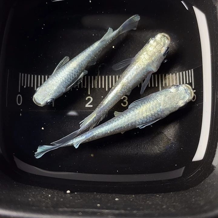 青鳉鱼短天使3条，029号，满15包邮，可叠单