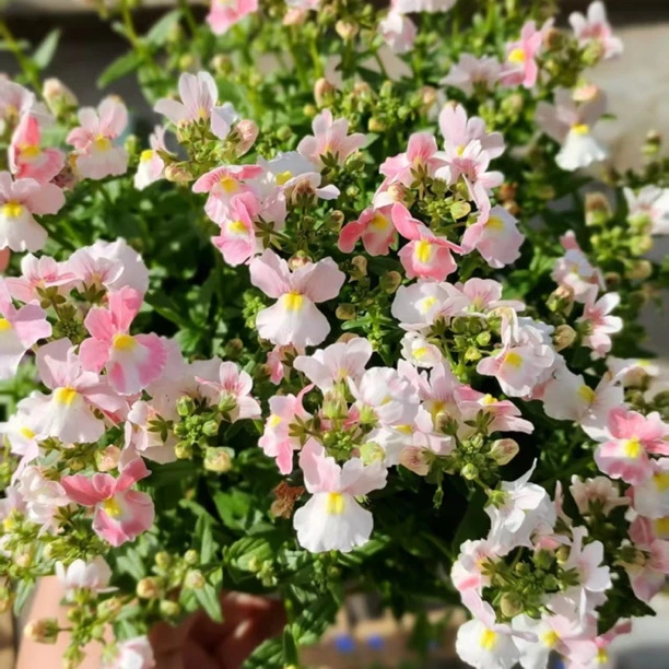 春季耐寒龙面花小盆栽多季节开花阳台花园植物