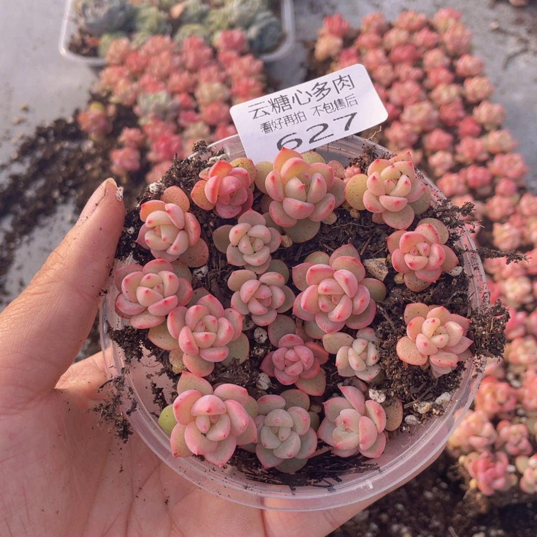 云糖心多肉植物627