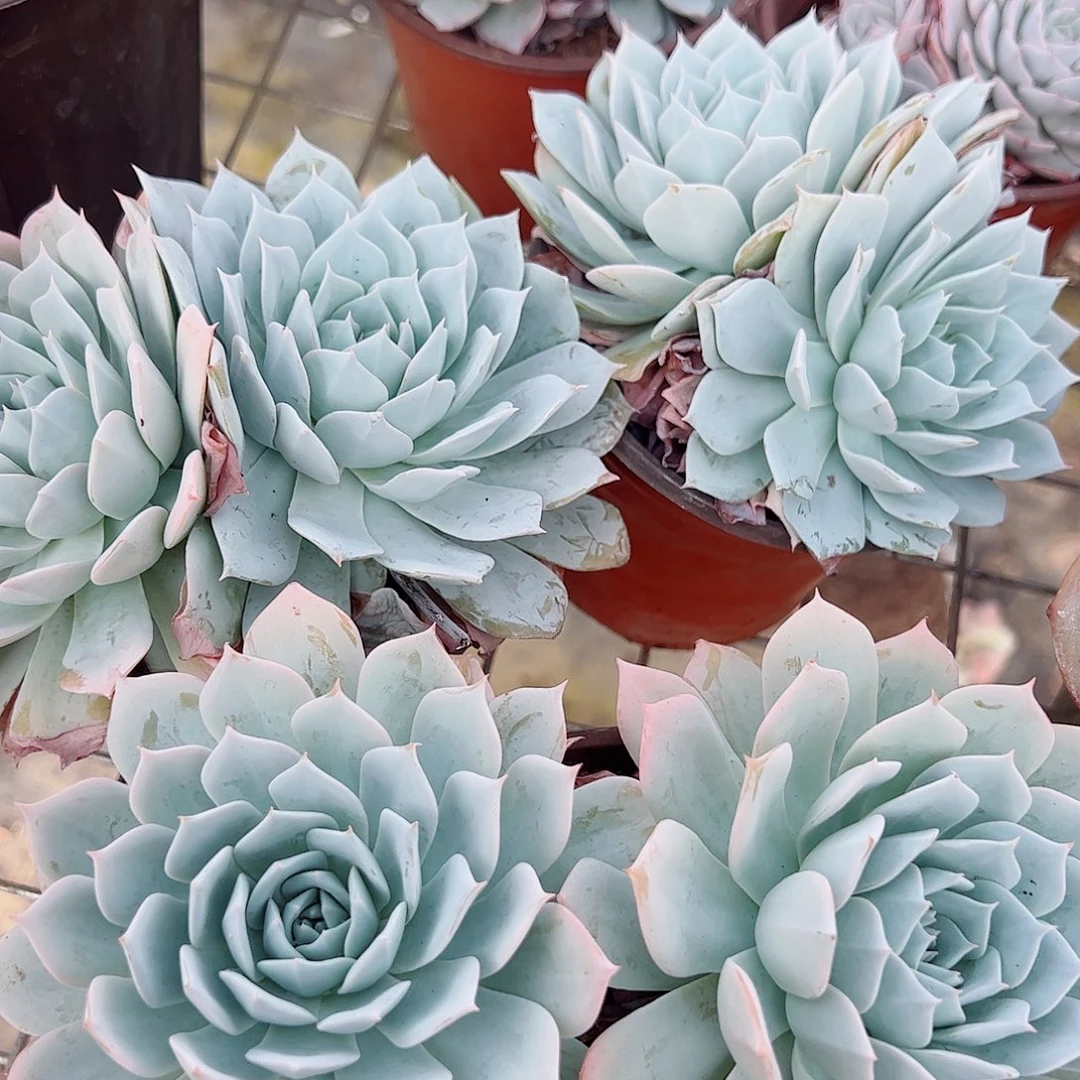 薄叶蓝鸟双头起发精品