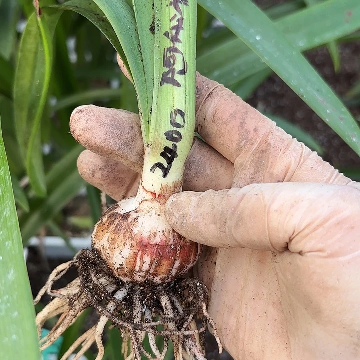 臻**生阿黛尔4左右包对b版2400