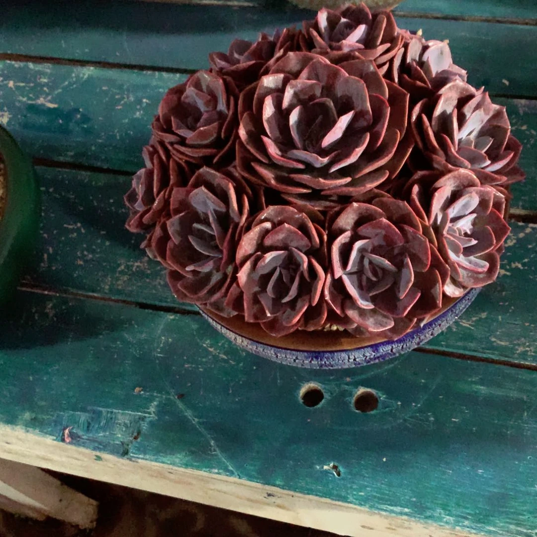 萌****一物一拍一物一拍