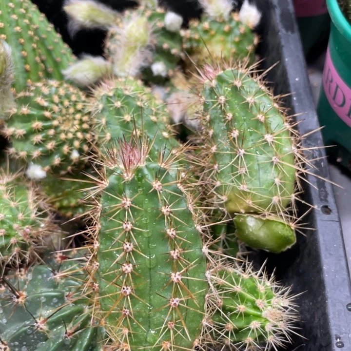 多刺虾进口侧芽一个