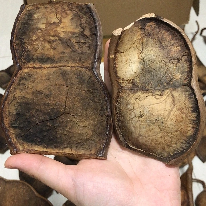 木柯腾子大豆荚2个