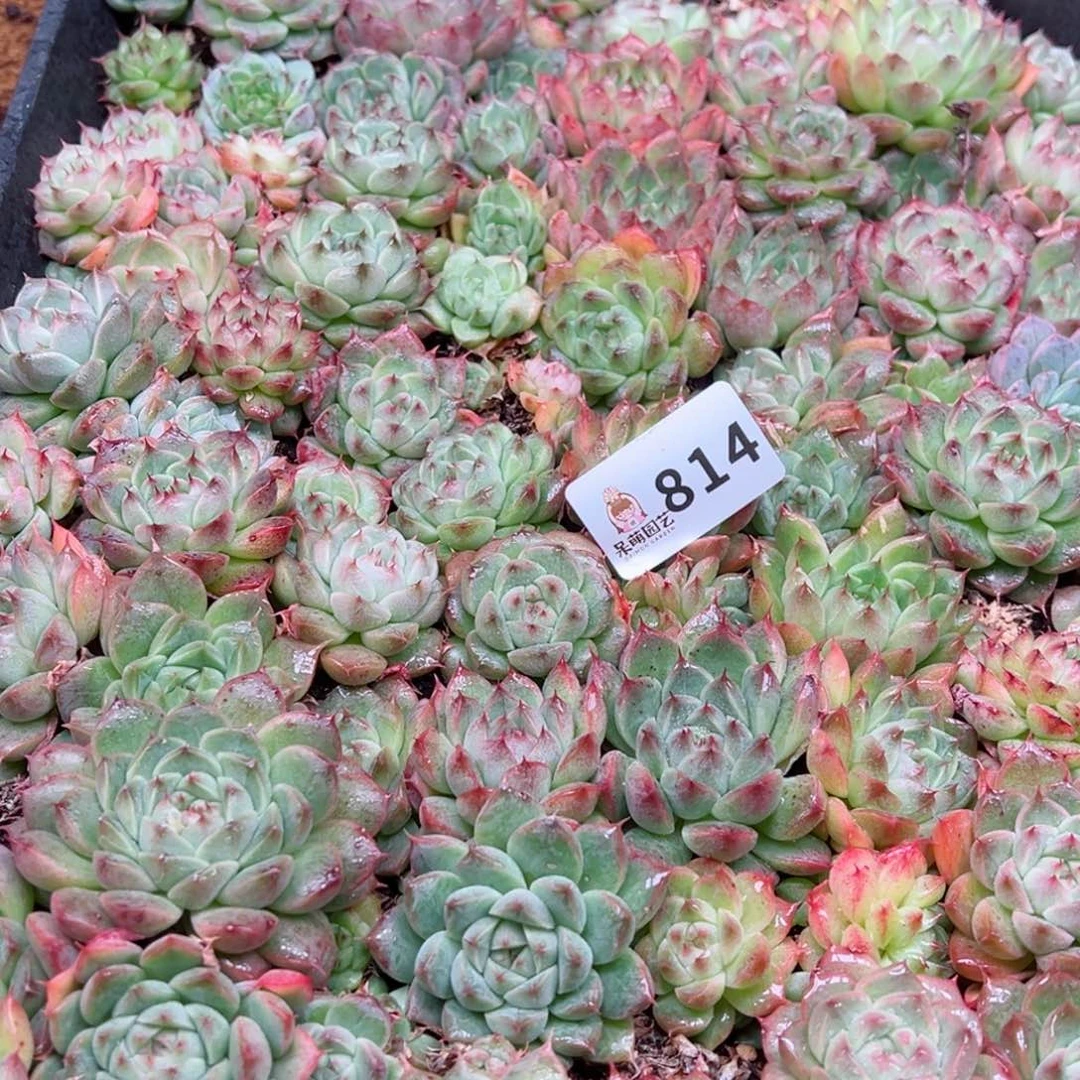 默*多肉植物多肉植物