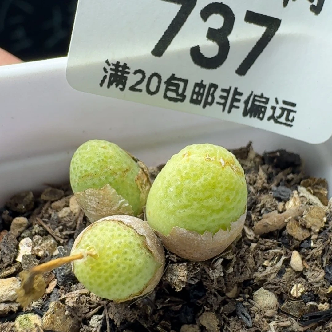 玉米3头带盆土。