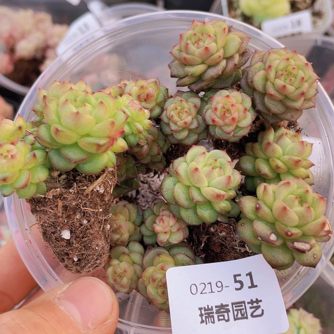 00000000000051一物一拍