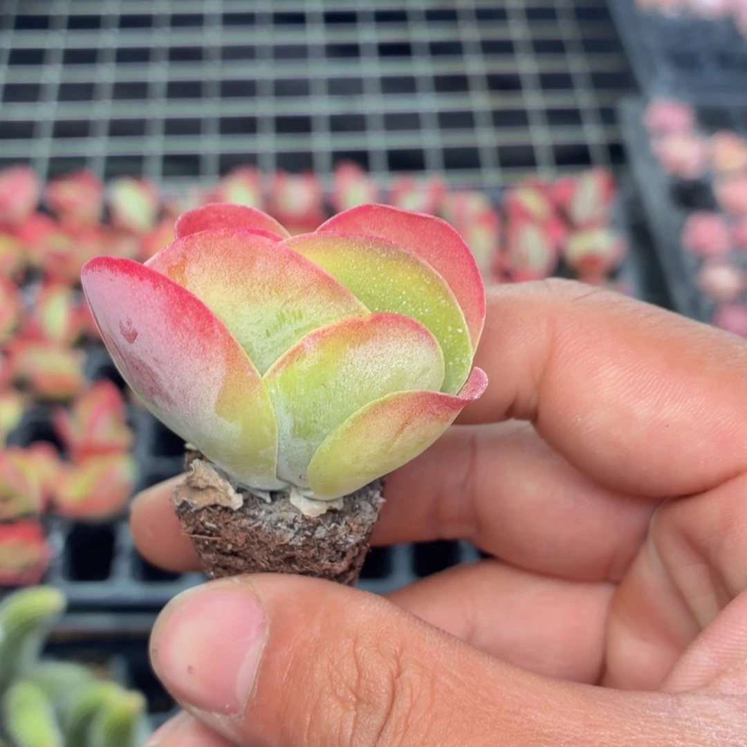 3颗唐印多肉9.9包邮发货