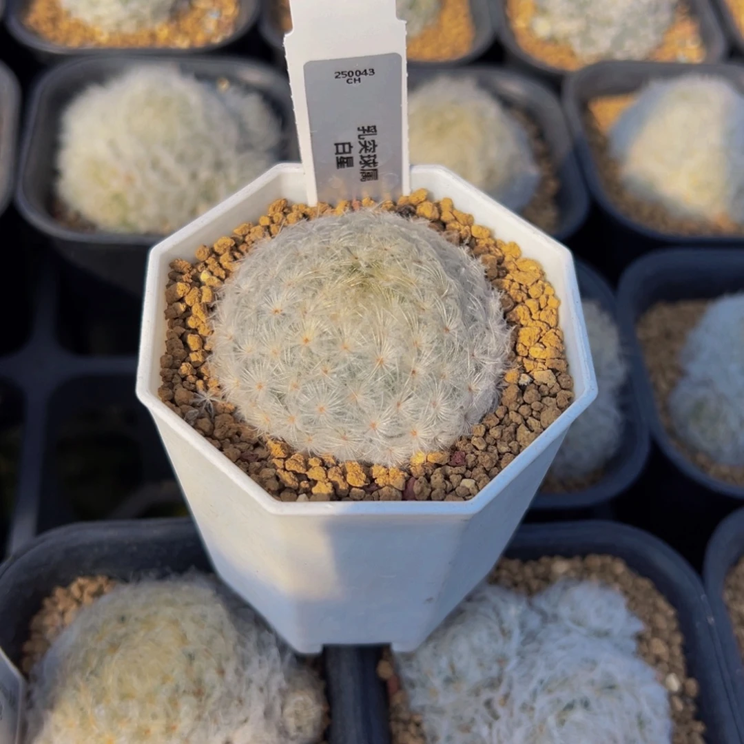 露***·白星多肉植物脱土发货