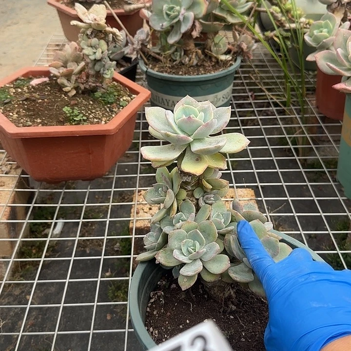 猫****巷462白凤脱土发货不退不换