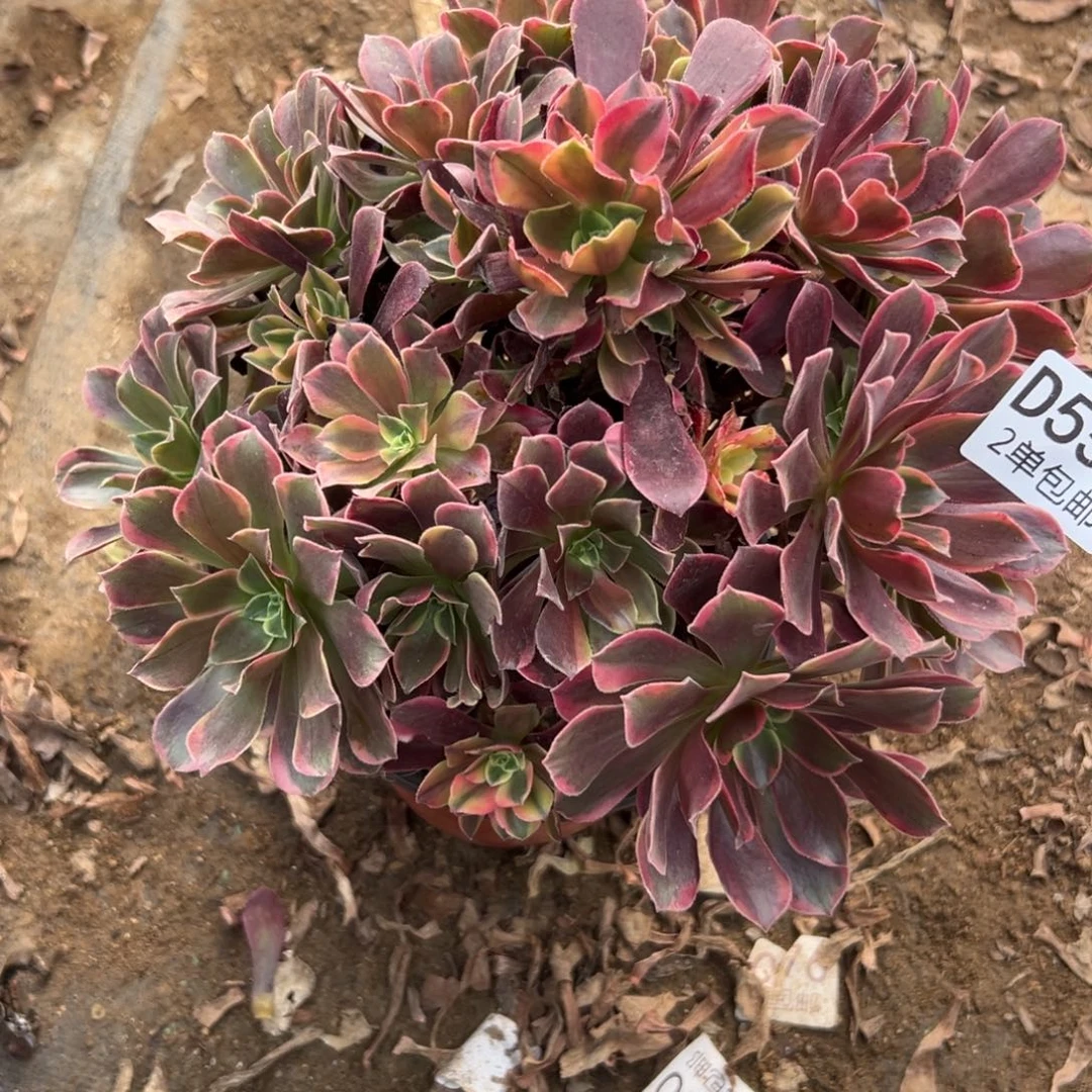 556多肉   金丝雀不包断头