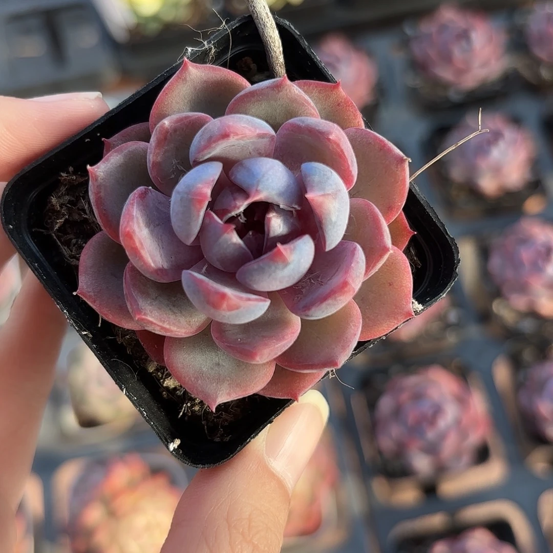 精品蓝莓多肉植物