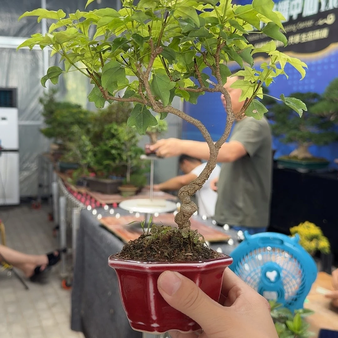 枫树一物一拍一个