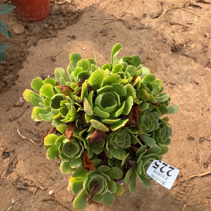 225绿玫瑰手捧2号