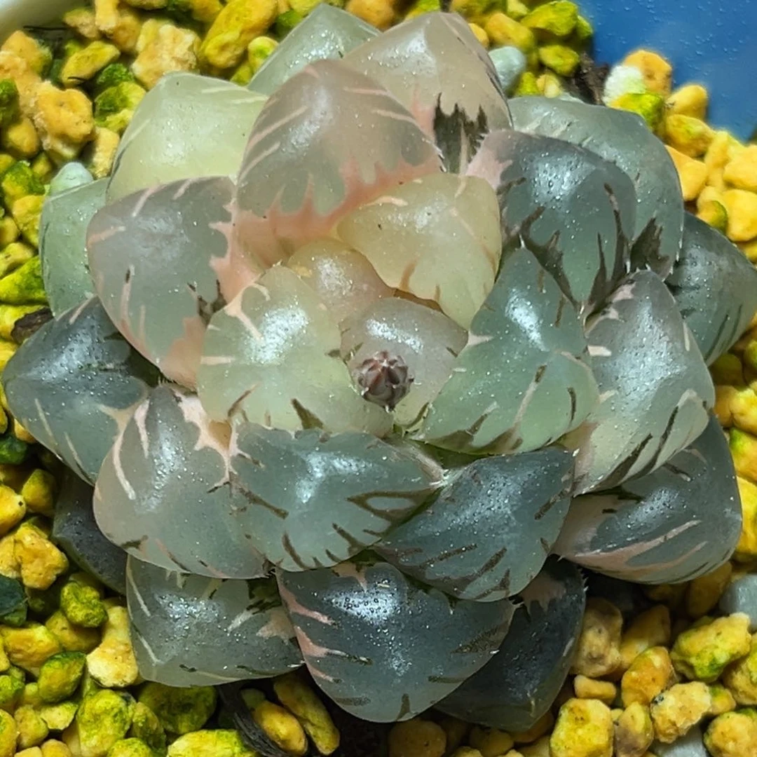 ᝰ*?恭喜发财大吉大利561第二次