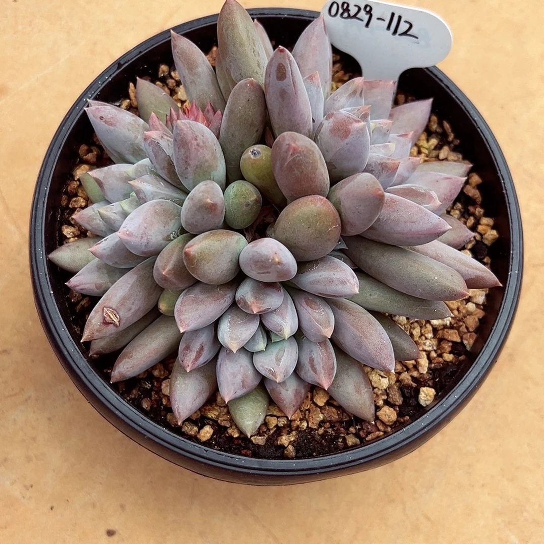 0829-112焦糖哥特萝莉