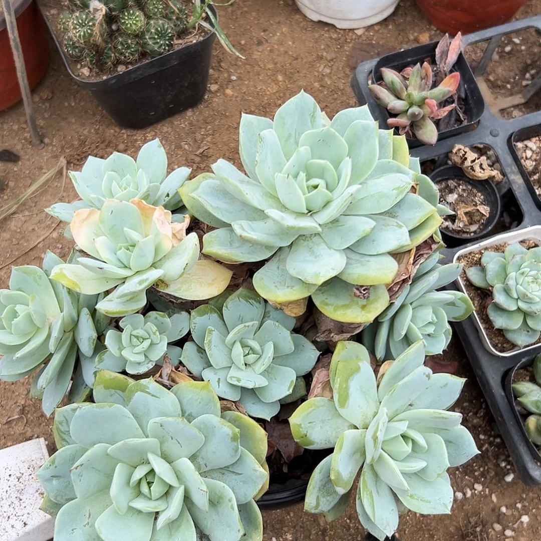 多肉植物恋曲群生