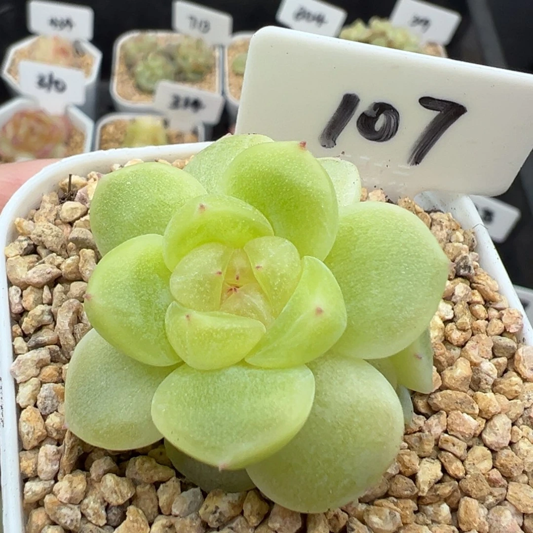 107号财富密码暮暮