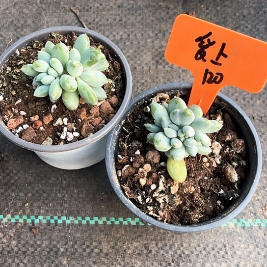 胖哥缀化120号码牌子的