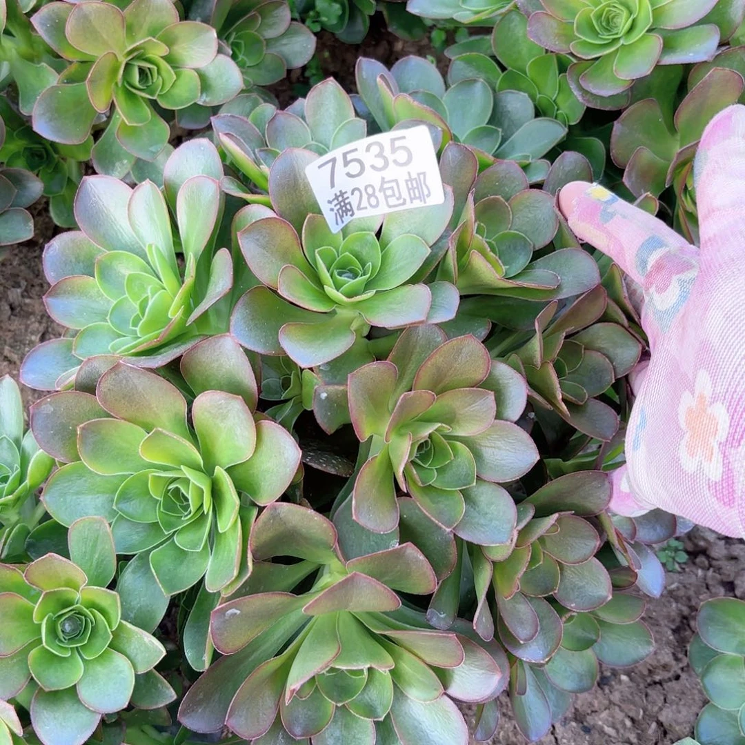 N. 7535媚金玫瑰多肉