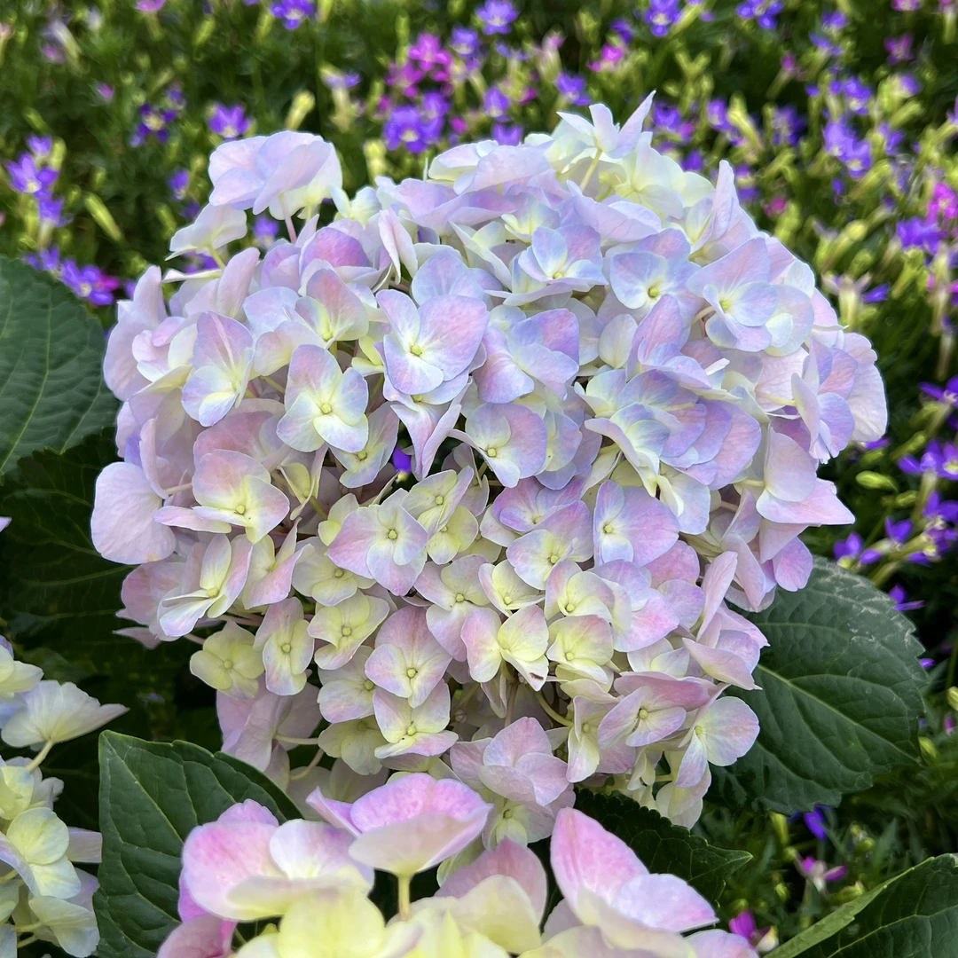 大海兰绣球花【170盆】盆栽庭院阳台新手易养护喜水植物