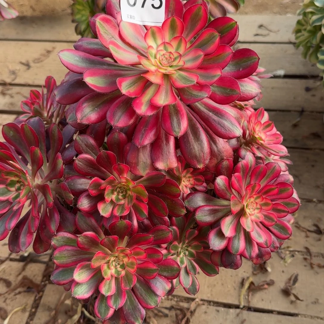 【闪购商品】075多肉